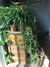 Check spelling or type a new query. Spider Plant Triptych Under The Solano Sun Anr Blogs