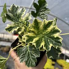 Image result for Acanthus