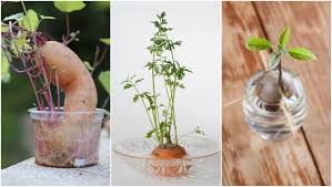 You can grow white asparagus from any variety you choose to propagate! 13 Foods You Can Buy Once Regrow Forever