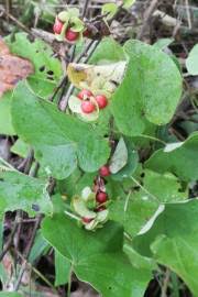 Image result for Tiliacora