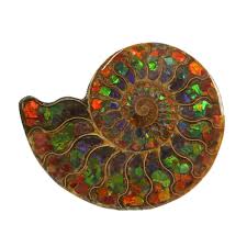 A fossil shell of such an animal. Ammonite Fossil Inlaid With Ammolite Rare Earth Gallery