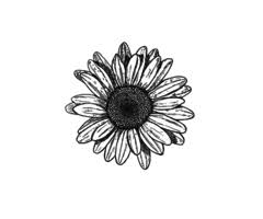 Pin By Dana Milagros On Black Art Flower Drawing Drawings Sunflower