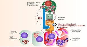 Image result for T-Lymphocyte