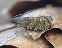 Image result for Cydia strobilella