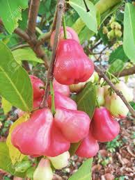 This unique apple was discovered in the 1960s at a fruit farm in airlie oregon when the. Rose Apple Tree In The Garden Stock Photo Picture And Royalty Free Image Image 149627374