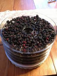 Dehydrating Mulberries In Dehydrator And Many Other Ways To Use And Preserve Them Mulberries Recipes Cornish Recipes 3ingred Maulbeeren Beeren Entwasserung