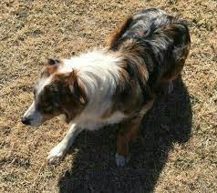 Merle Sable Colored Australian Shepherd Female For Sale On Craigslist Aussie Dogs Australian Shepherd Like Animals