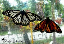 Pin On Monarchs