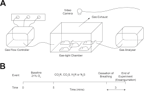 C)she is not breathing due to the c2 fracture, her tissues are not perfusing well. Plos One Nitrogen Gas Produces Less Behavioural And Neurophysiological Excitation Than Carbon Dioxide In Mice Undergoing Euthanasia