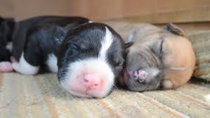 Discussioni, domande e consigli per chi è alla ricerca di un cucciolo di staffordshire bull terr Shutterstock
