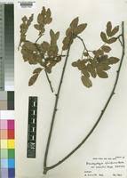 Image result for Brachystegia spiciformis