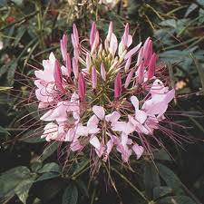 Image result for Cleome oxyphylla