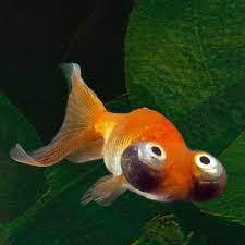 Celestial Goldfish Some Useful Goldfish Bubble Eye Goldfish Goldfish Types