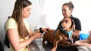 ¡Alerta en Madryn! Rabia en Murciélago Activa Protocolo Urgente