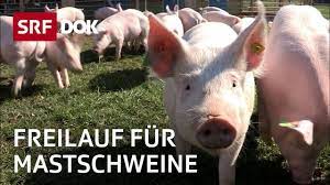 Es klingt wie david gegen goliath: Wildschweine Gehen Viral Netz Natur Mit Andreas Moser Doku Srf Dok Youtube