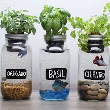 Pin By Veronica Goldman On Make Your Garden Grow Mason Jar Herbs Garden Planters Diy Aquaponics System