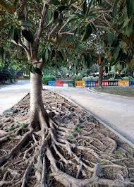 If you take care of this part of the plant and water it i'd not transplant the tree in a bowl much larger than its root system. Ficus Tree Roots Aguadulce Park Province Of Almeria Spain Stock Photo Picture And Royalty Free Image Image 72100668