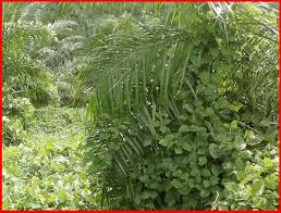 Maybe you would like to learn more about one of these? Pelbagai Jenis Rumpai Di Ladang Kelapa Sawit Kelapasawitnews Com Berkongsi Maklumat Kelapa Sawit Di Malaysia Plants Sarawak Malaysia