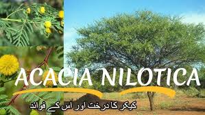 Image result for Acacia grandicornuta