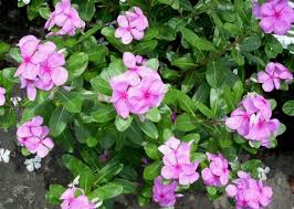 Image result for Catharanthus roseus