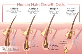 It will increase blood flow to your hair follicles and stimulate hair growth. 10 Nutrition Tips For Radiant Hair Body And Shine Drjockers Com