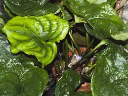 Image result for Cyanastrum