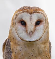 Thats literally the only reason anyone wants an owl as a pet. Attracting Owls For Ecofriendly Rodent Control