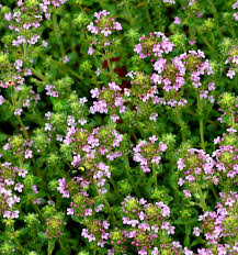 As with many species in the mint family, the flowers of creeping thyme attract many bees. Herb Seeds Wild Thyme Creeping Thyme Seeds Cp220 Chili Punk Berlin