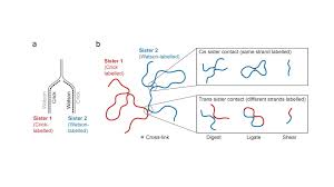 A full set of sister chromatids is created during the synthesis (s) phase of interphase,. Sister Chromatid Sensitive Hi C Reveals The Conformation Of Replicated Human Chromosomes Prelights