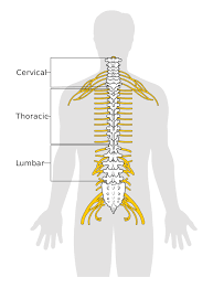 The angle of the curve may be small, large, or somewhere in between. The Spinal Cord Boundless Anatomy And Physiology