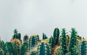 Choose from a curated selection of cactus wallpapers for your mobile and desktop screens. Cactus Wallpapers Free Hd Download 500 Hq Unsplash