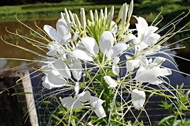 Image result for Cleome houtteana