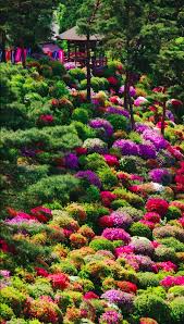 0c61bfe5c2b58b8e6664178bbb383451 Beautiful Gardens Japanese Garden Azalea Bush