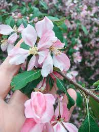 Taking in the calm of this color 🌸