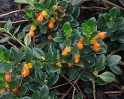 Image of Nemathantus plant