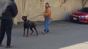 The akc (american) standard is described in 1.5 pages. European Doberman Youtube