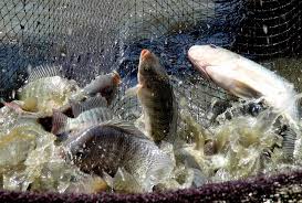 Sebelum memancing ikan nila, tentu saja kita harus mempersiapkan umpan pancing terlebih dahulu. 3 Cara Budidaya Ikan Nila Untuk Pemula Hello Magetan