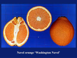 And fruit crops are generally heavy. Ppt Classification And Cultivars Powerpoint Presentation Free Download Id 1286570
