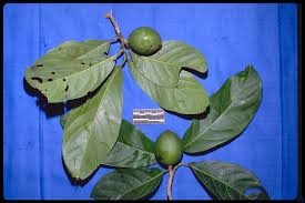 Image result for Icacinaceae