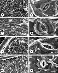 Image result for Acalypha fimbriata