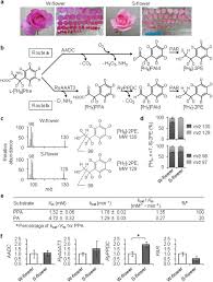 A plant cell has several features that make it different from an animal cell, including a cell wall, huge vacuoles, and chloroplasts, which photosynthesize. Seasonal Induction Of Alternative Principal Pathway For Rose Flower Scent Scientific Reports