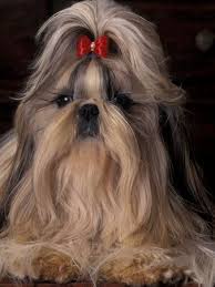 Adriano Bacchella Posters And Prints At Art Com Shih Tzu Shitzu Dogs Shih Tzu Puppy