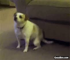 17 Animals Twerking Gifs Compilation 39 Dancing Dog Gif Dog Itching Dogs