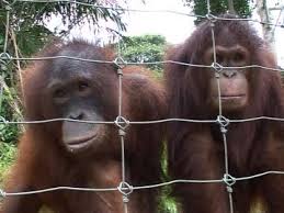 The bukit merah orangutan island, located inside the bukit merah lake town is approximately 70 km from penang and 16 kms from ipoh, malaysia. Baby Orangutan Animal Care Facility Malaysia Sd Stock Video 571 503 475 Framepool Stock Footage