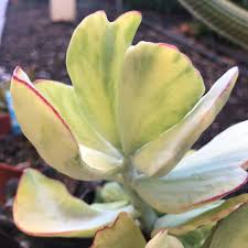 Check out our cotyledon orbiculata variegated selection for the very best in unique or custom, handmade pieces from our succulents shops. Cotyledon Orbiculata Var Orbiculata Variegata Cotyledon Orbiculata Var Orbiculata Variegated In Gardentags Plant Encyclopedia