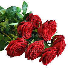 Mazzo di 7 rose rosse con verde e velo da sposa. Mazzo Di Rose Rosse A Gambo Lungo Fiorista Il Seme Como Consegna Fiori A Como