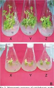 Image result for Cyamopsis serrata