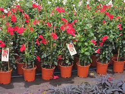 Image result for mandevilla obrázek