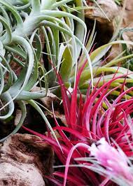 Maybe you would like to learn more about one of these? Buy Air Plants Online Tillandsia For Sale Uk Craftyplants Uk