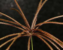 Image result for Chloris gayana